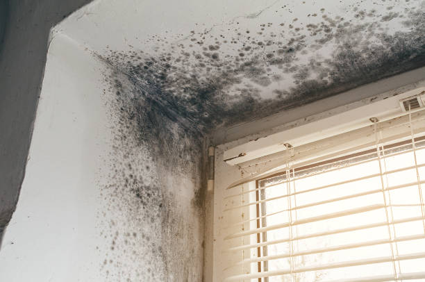 Trusted Attic Mold Removal service in Bonney Lake, WA - Cheap Mold Removal